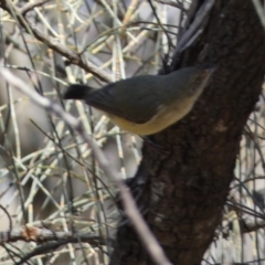 Acanthiza reguloides at Ainslie, ACT - 9 Aug 2022