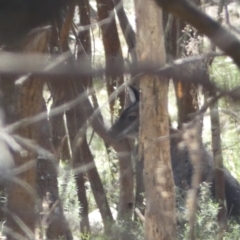 Notamacropus rufogriseus at Ainslie, ACT - 9 Aug 2022