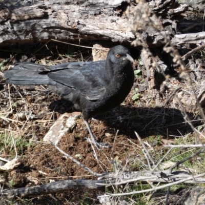 Corcorax melanorhamphos (White-winged Chough) at Ainslie, ACT - 9 Aug 2022 by Steve_Bok
