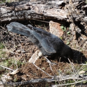 Corcorax melanorhamphos at Ainslie, ACT - 9 Aug 2022 02:04 PM