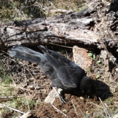 Corcorax melanorhamphos at Ainslie, ACT - 9 Aug 2022 02:04 PM