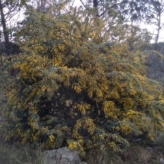 Acacia baileyana (Cootamundra Wattle, Golden Mimosa) at Cooma, NSW - 7 Aug 2022 by mahargiani