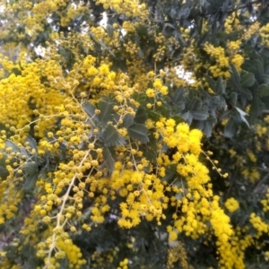 Acacia baileyana at Cooma, NSW - 7 Aug 2022