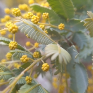 Acacia baileyana at Cooma, NSW - 7 Aug 2022