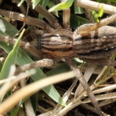 Miturga sp. (genus) (Unidentified False wolf spider) at Rugosa - 9 Aug 2022 by SenexRugosus