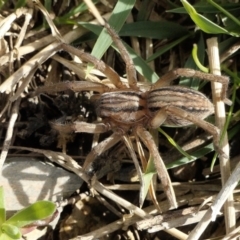 Miturga sp. (genus) at Yass River, NSW - 9 Aug 2022 02:12 PM