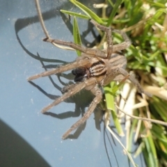 Miturga sp. (genus) at Yass River, NSW - 9 Aug 2022 02:12 PM