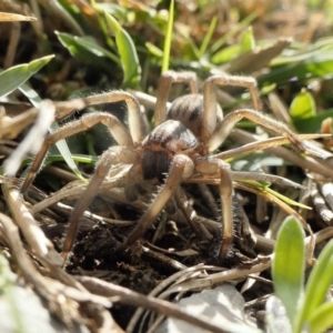 Miturga sp. (genus) at Yass River, NSW - 9 Aug 2022 02:12 PM