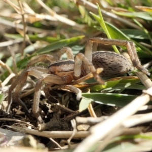 Miturga sp. (genus) at Yass River, NSW - 9 Aug 2022 02:12 PM