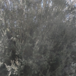 Kunzea ericoides at Cooma, NSW - 9 Aug 2022 03:08 PM