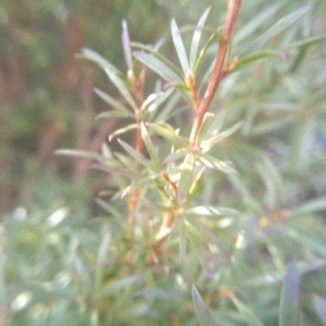 Kunzea ericoides at Cooma, NSW - 9 Aug 2022 03:08 PM