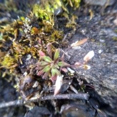 Erophila verna (Whitlow Grass) at Cooma, NSW - 9 Aug 2022 by mahargiani