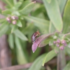 Steganopsis melanogaster (A lauxaniid fly) at Murrumbateman, NSW - 9 Aug 2022 by SimoneC