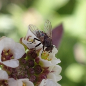 Cuphocera sp. (genus) at Murrumbateman, NSW - 8 Aug 2022