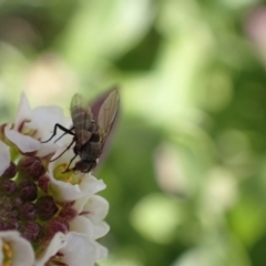 Cuphocera sp. (genus) at Murrumbateman, NSW - 8 Aug 2022