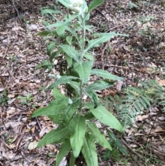 Coronidium elatum (White Everlasting Daisy) at Ulladulla, NSW - 9 Aug 2022 by PaulyB