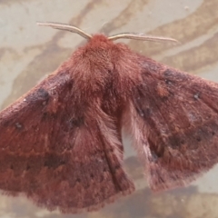 Anthela (genus) adult at Gundaroo, NSW - 2 Aug 2022