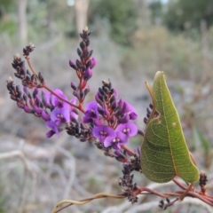 Hardenbergia violacea (False Sarsaparilla) at O'Malley, ACT - 16 Jul 2022 by michaelb