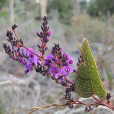 Hardenbergia violacea (False Sarsaparilla) at O'Malley, ACT - 16 Jul 2022 by michaelb