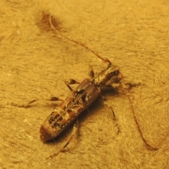 Tessaromma undatum (Velvet eucalypt longhorn beetle) at Pollinator-friendly garden Conder - 22 May 2022 by michaelb