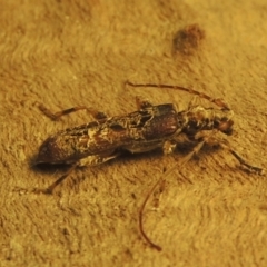 Tessaromma undatum at Conder, ACT - 22 May 2022