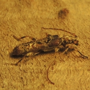 Tessaromma undatum at Conder, ACT - 22 May 2022