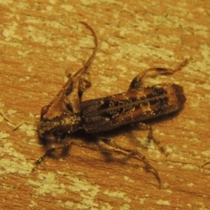 Tessaromma undatum at Conder, ACT - 22 May 2022