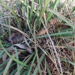 Lomandra multiflora (Many-flowered Matrush) at Molonglo Valley, ACT - 9 Aug 2022 by sangio7