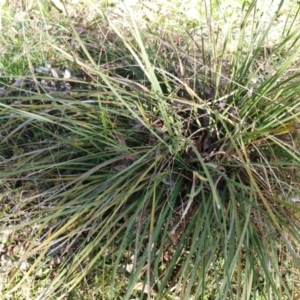 Lomandra multiflora at Molonglo Valley, ACT - 9 Aug 2022 09:24 AM