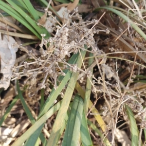 Lomandra multiflora at Molonglo Valley, ACT - 9 Aug 2022 09:24 AM