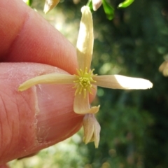 Clematis leptophylla (Small-leaf Clematis, Old Man's Beard) at The Pinnacle - 9 Aug 2022 by sangio7