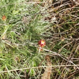 Leucochrysum albicans subsp. tricolor at Molonglo Valley, ACT - 9 Aug 2022 12:15 PM