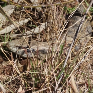 Tiliqua scincoides scincoides at Greenway, ACT - 10 Aug 2022