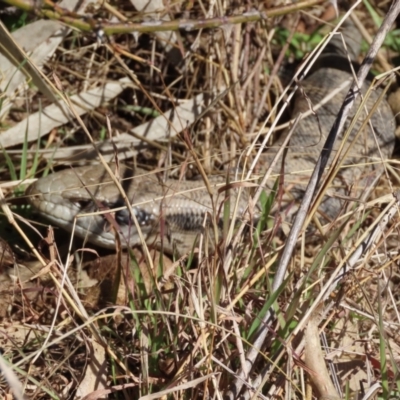 Tiliqua scincoides scincoides (Eastern Blue-tongue) at Greenway, ACT - 10 Aug 2022 by SandraH