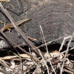 Morethia boulengeri (Boulenger's Skink) at Greenway, ACT - 10 Aug 2022 by SandraH