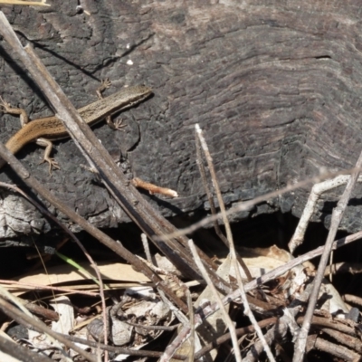 Morethia boulengeri (Boulenger's Skink) at Greenway, ACT - 10 Aug 2022 by SandraH