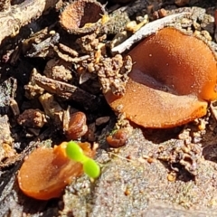 Aleuria sp. (genus) (An Orange peel fungus) at O'Connor, ACT - 10 Aug 2022 by trevorpreston