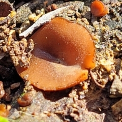 Aleurina sp. at Bruce Ridge - 10 Aug 2022