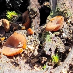 Aleurina sp. at Bruce Ridge - 10 Aug 2022