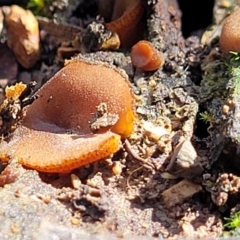 Aleuria sp. (genus) at Bruce Ridge - 10 Aug 2022