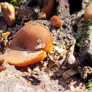 Aleurina sp. at Bruce Ridge - 10 Aug 2022