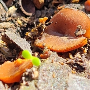 Aleurina sp. at Bruce Ridge - 10 Aug 2022