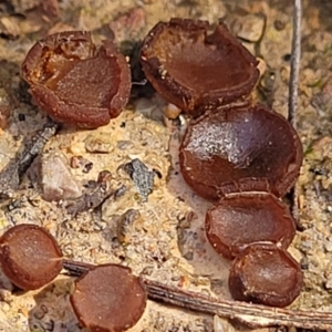 Aleurina asperula at O'Connor, ACT - 10 Aug 2022