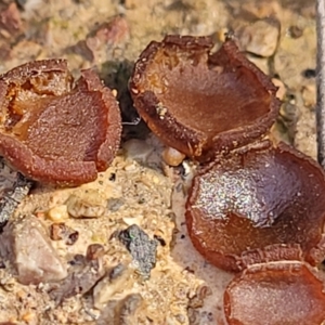 Aleurina asperula at O'Connor, ACT - 10 Aug 2022