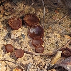 Aleurina asperula at O'Connor, ACT - 10 Aug 2022