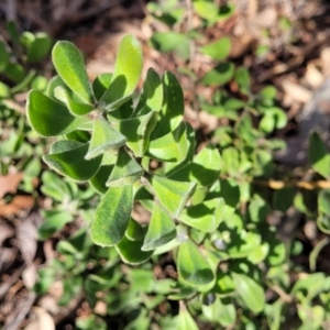 Persoonia rigida at O'Connor, ACT - 10 Aug 2022