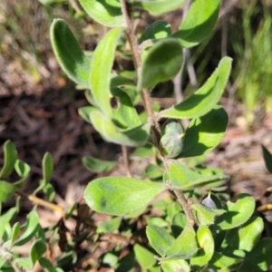 Persoonia rigida at O'Connor, ACT - 10 Aug 2022 11:51 AM