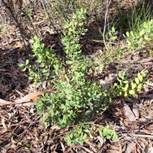 Persoonia rigida at O'Connor, ACT - 10 Aug 2022