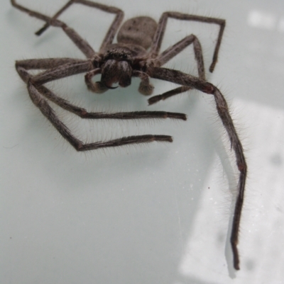 Isopeda (genus) (Huntsman Spider) at Gundaroo, NSW - 5 Mar 2011 by Gunyijan