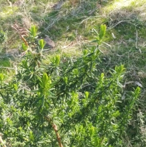 Cassinia aculeata subsp. aculeata at Molonglo Valley, ACT - 9 Aug 2022